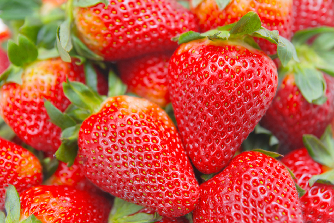 Strawberry Everbearer Albion