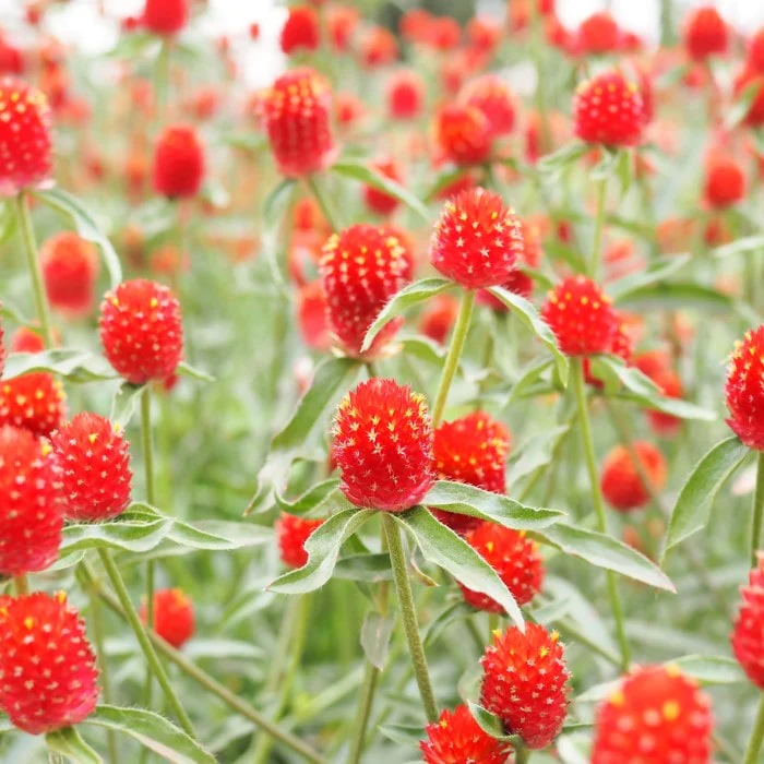 🤩New Arrival💐Gomphrena Globosa Seeds