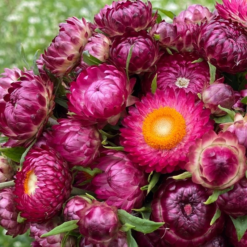 Strawflower Seeds Xerochrysum Bracteatum
