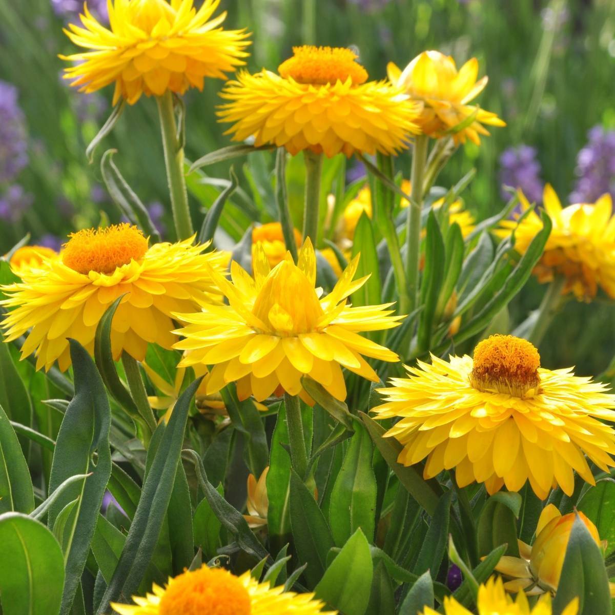 STRAWFLOWER SEEDS - GOLDEN YELLOW 50 SEEDS
