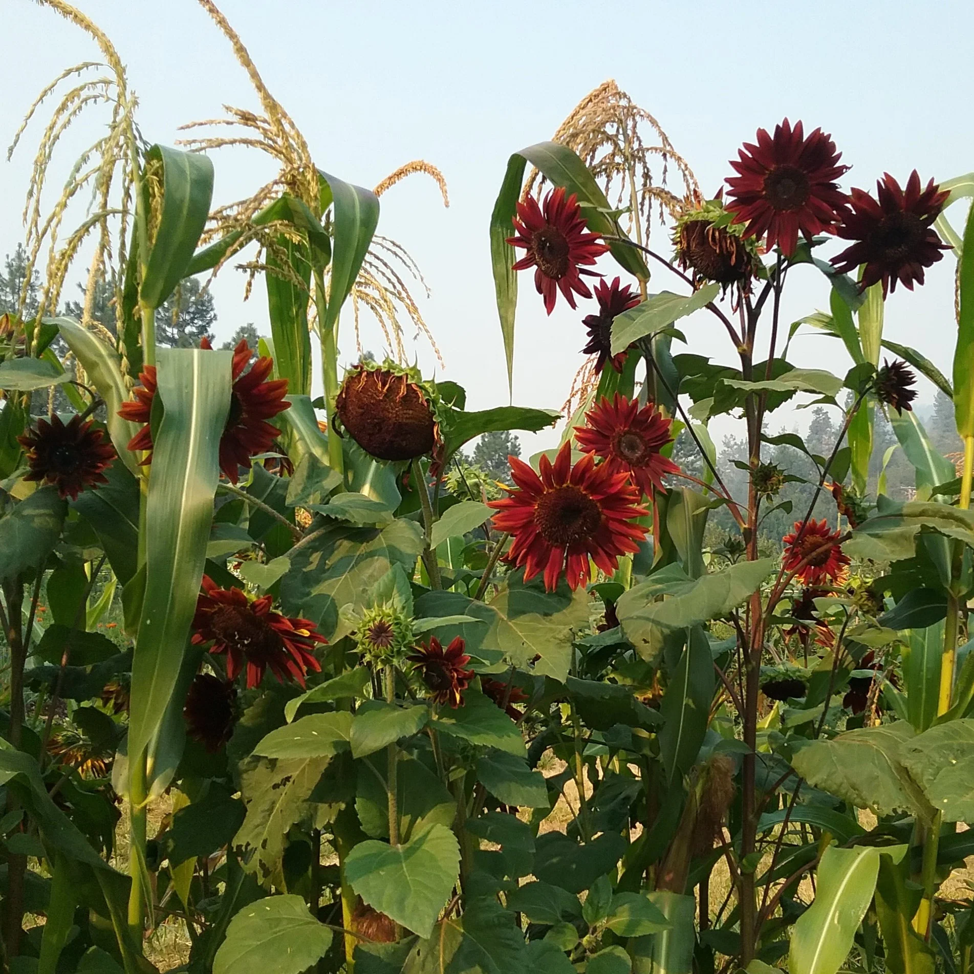🍫🍒🌻Chocolate Cherry Sunflower Seeds