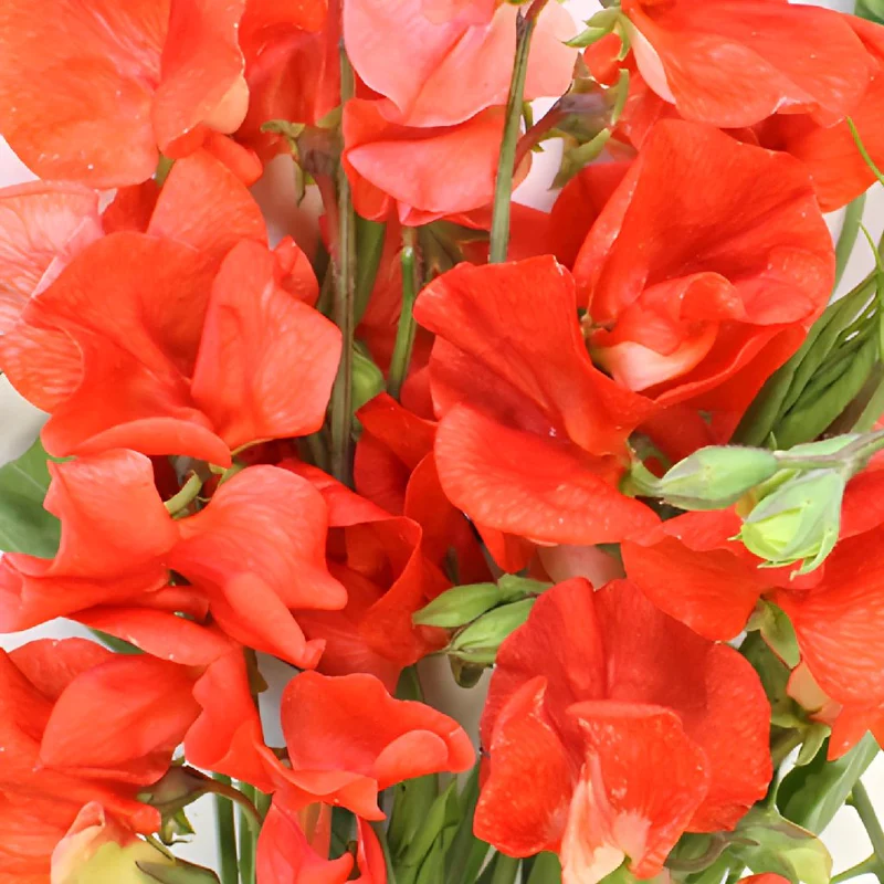 💥Spring Hot Selling🌼Sweet Pea Seeds