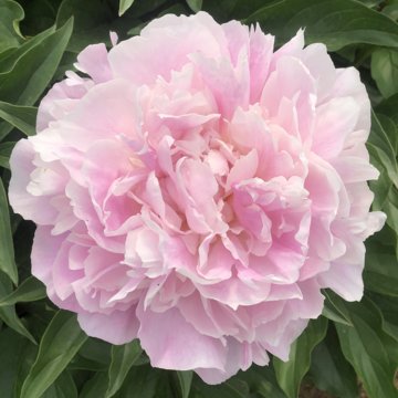 🎄Christmas promotion🎄-Mixed Color Overlord Double Peony Flower Seeds