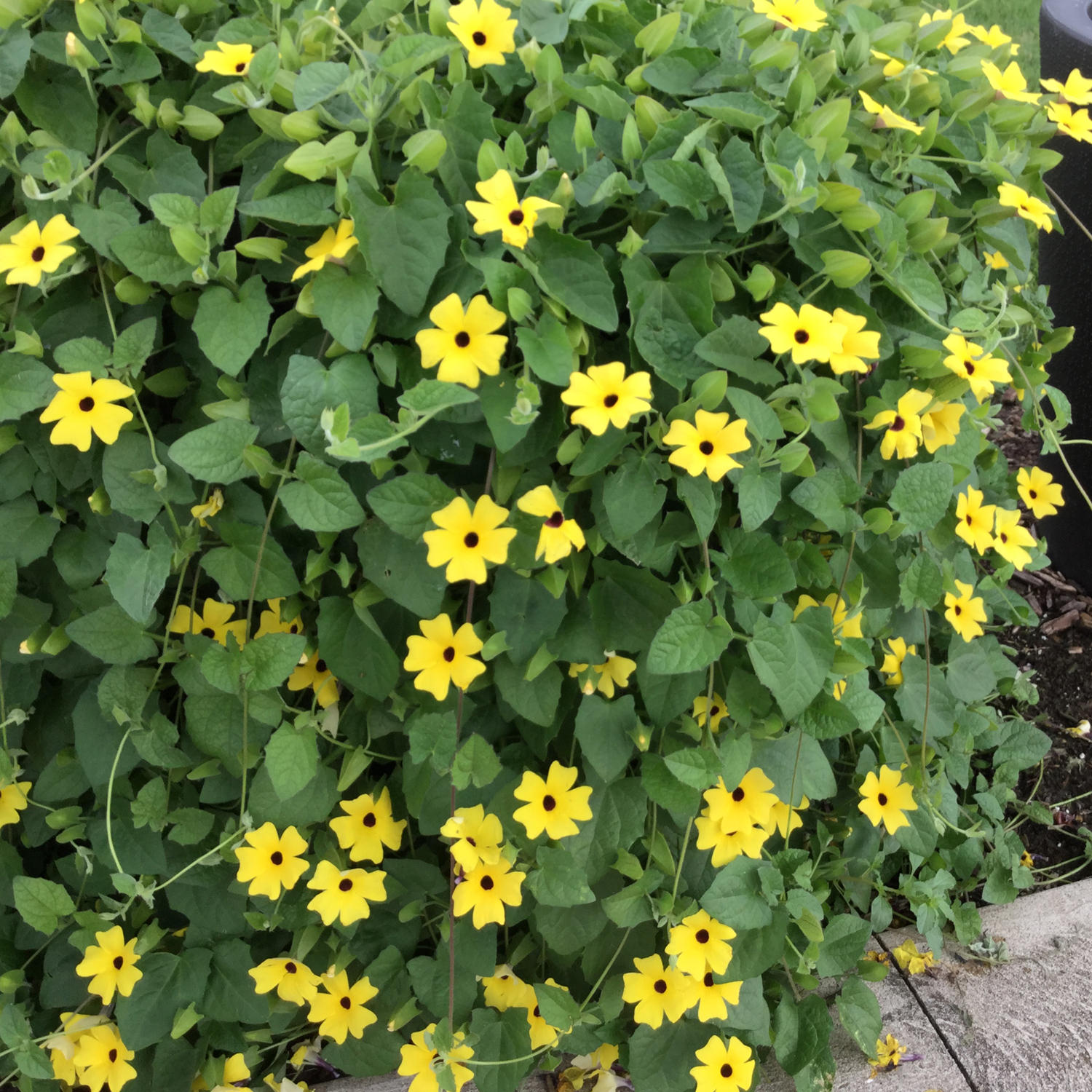 🌼✨Black Eyed Susan Vine Seeds