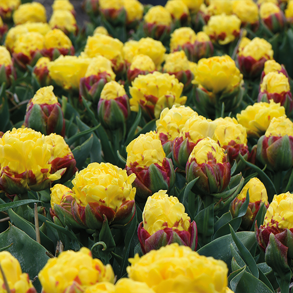 🍦🌷Ice Cream Tulip Collection – A Delightful Trio