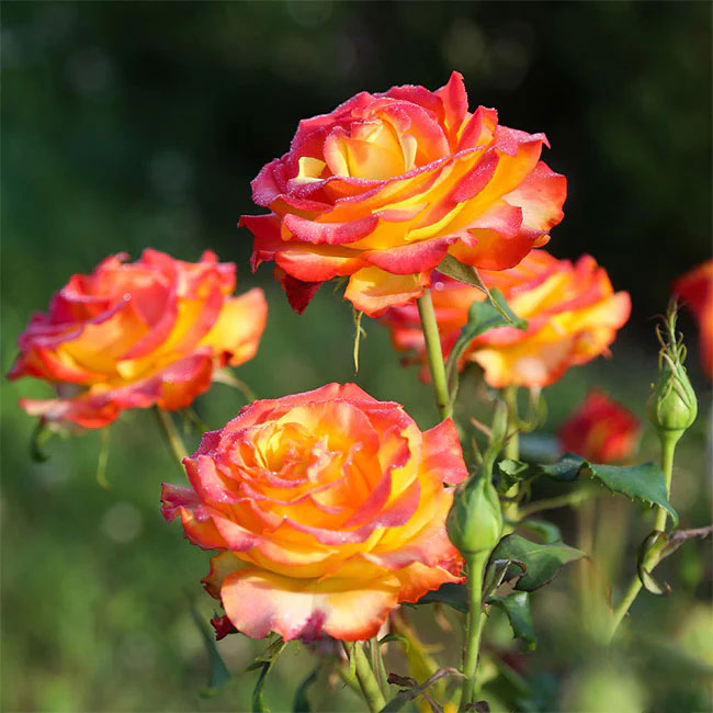 🔥Spring Special🌹Tequila Sunrise Seeds