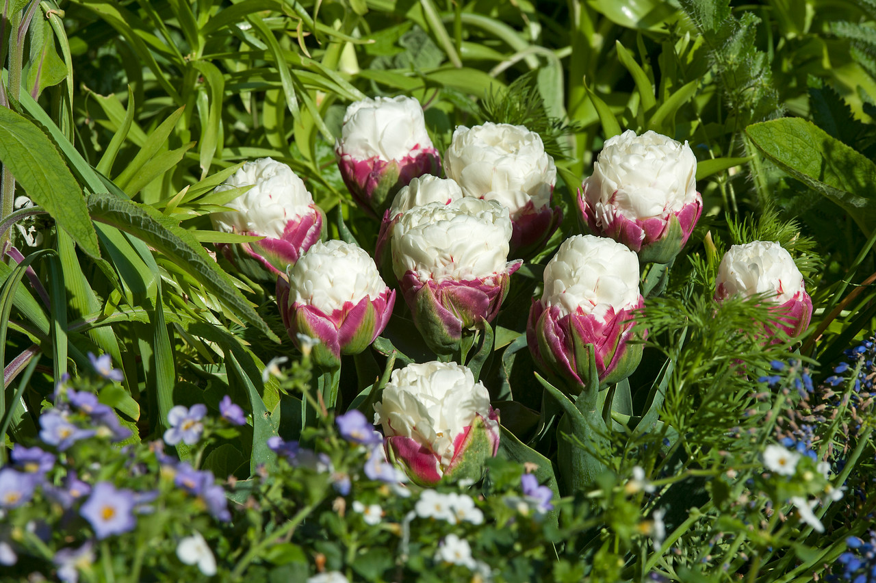 Blog about exclusive flower bulbs and perennials from Holland &raquo; dutch-bulbs.com  2024