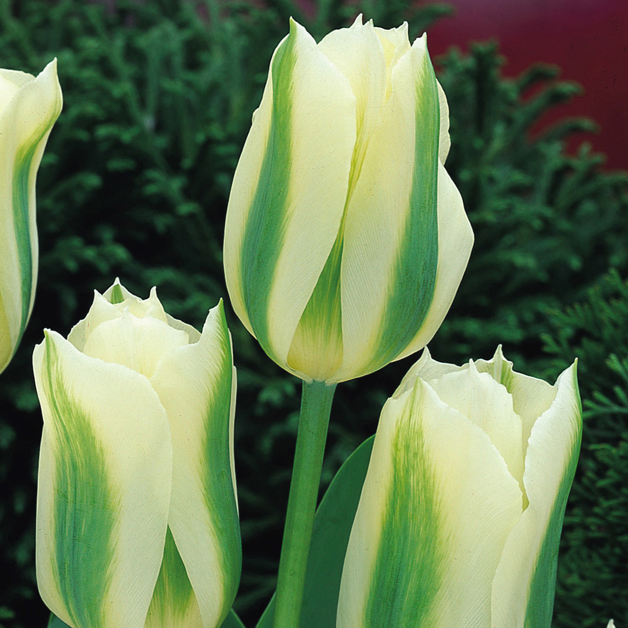 Spring Green Tulip Seeds