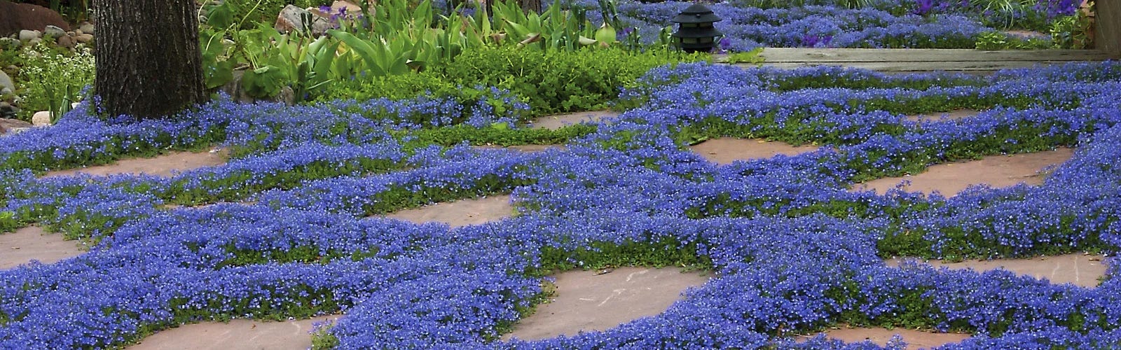 Groundcovers You Can Step On | High Country Gardens