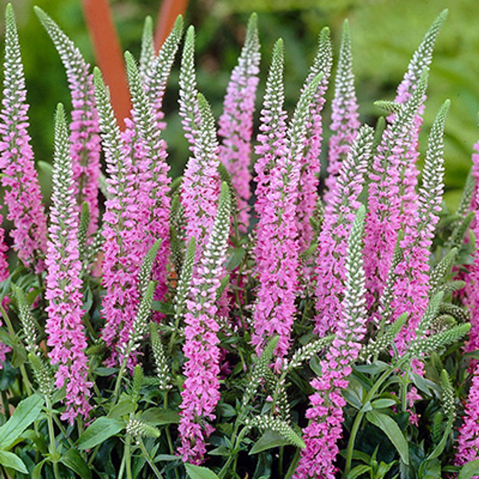 🪴Veronica spicata Seeds: Graceful Spikes of Color