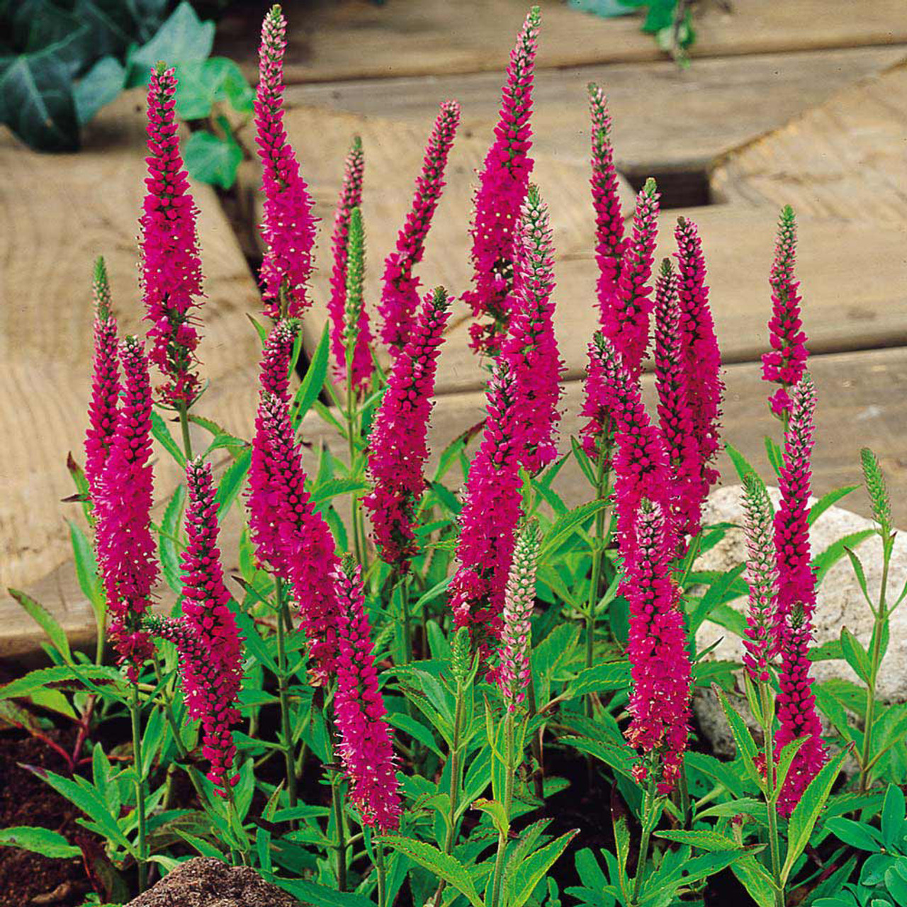 🪴Veronica spicata Seeds: Graceful Spikes of Color