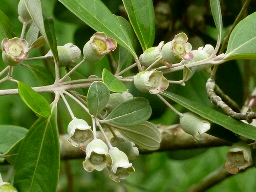 🎆Hot Sale🥂 Myrtle seeds