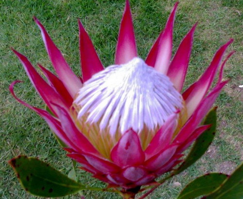 💙Rare and mysterious blue crushed ice princess flower💙