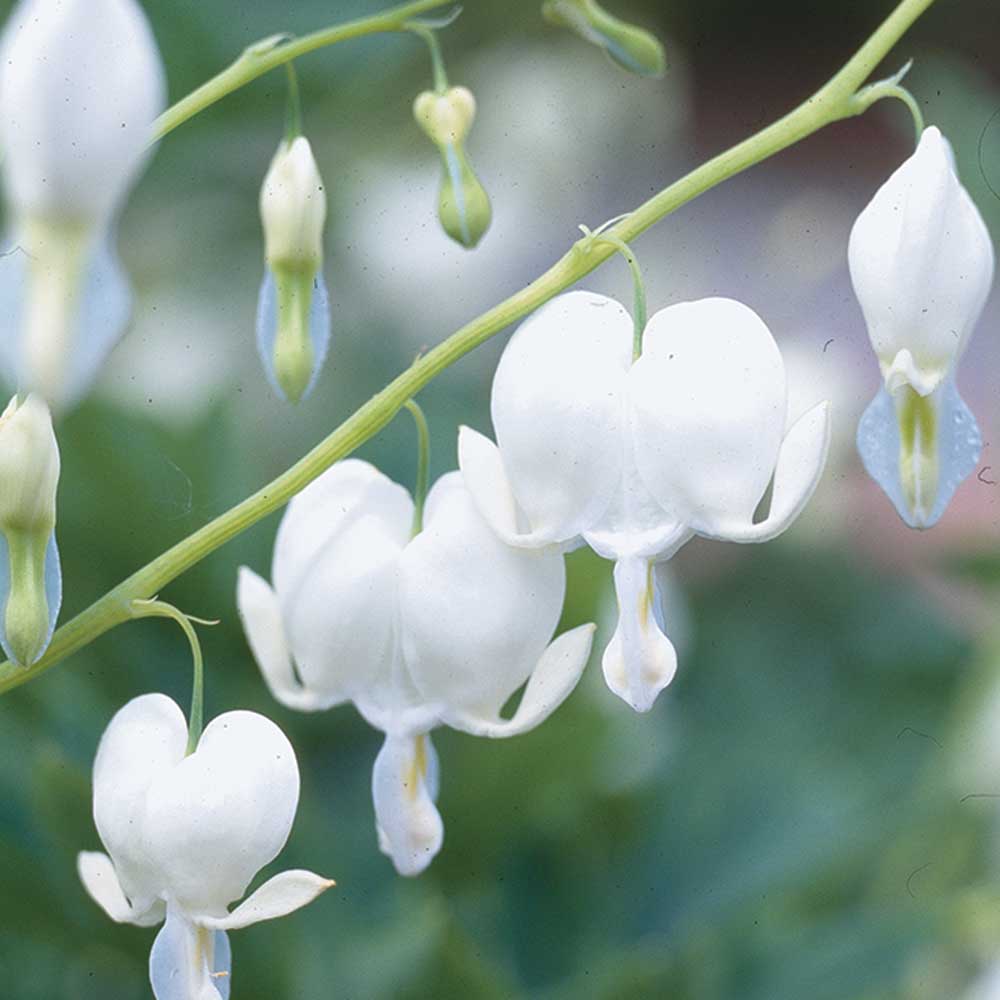 ❤️✨Bleeding Heart -- Dicentra Seeds