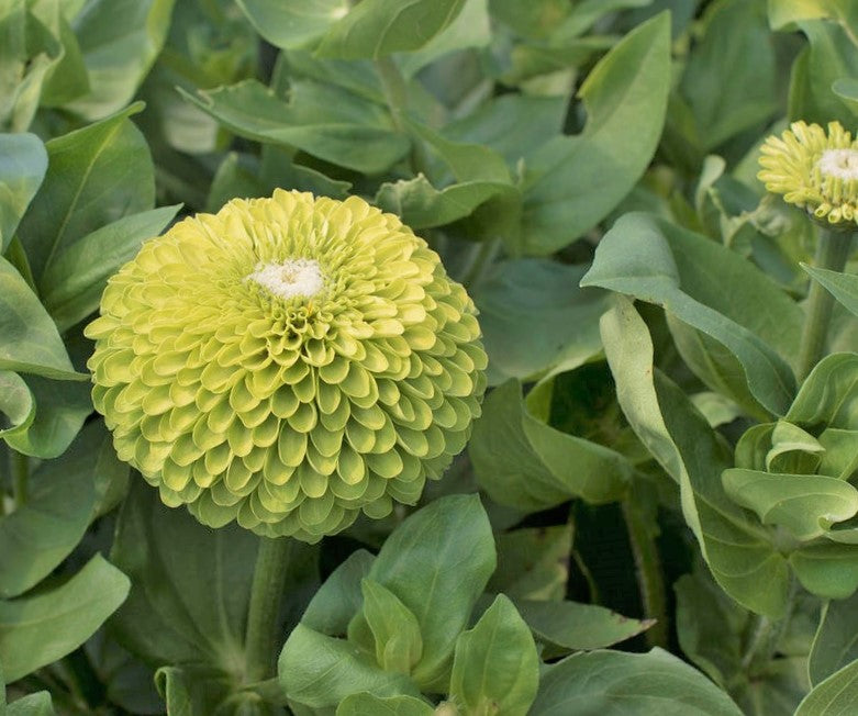 Envy Lime Zinnia Seeds | Zinnia Elegans Giant Cut And Come Again Heat  Tolerant Long Blooms Yellow Green Flower Seed For 2024 Season Fast Shipping  | TomorrowSeeds