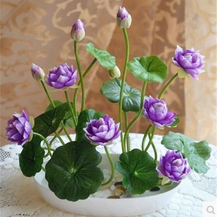 20/50/100Pcs The Premium Bonsai Lotus Flower Seeds