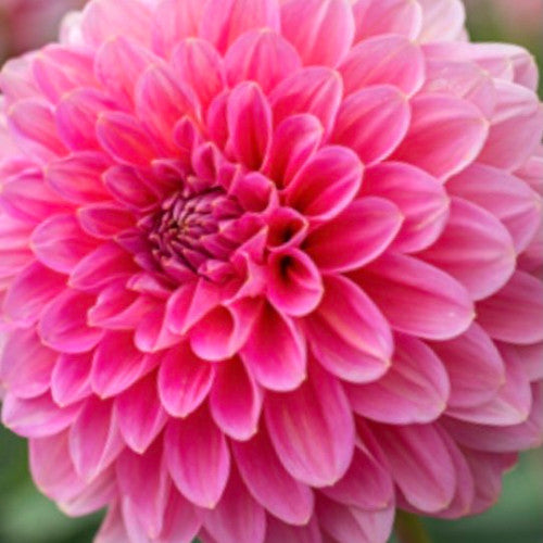 Blue Fireball Dahlia Seeds Heirlooms 15 Color