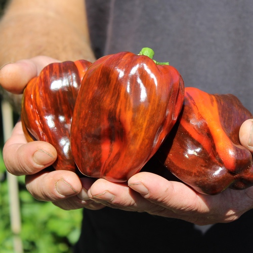 Deaflora - Paprika Candy Cane Chocolate Cherry (panaschiert)