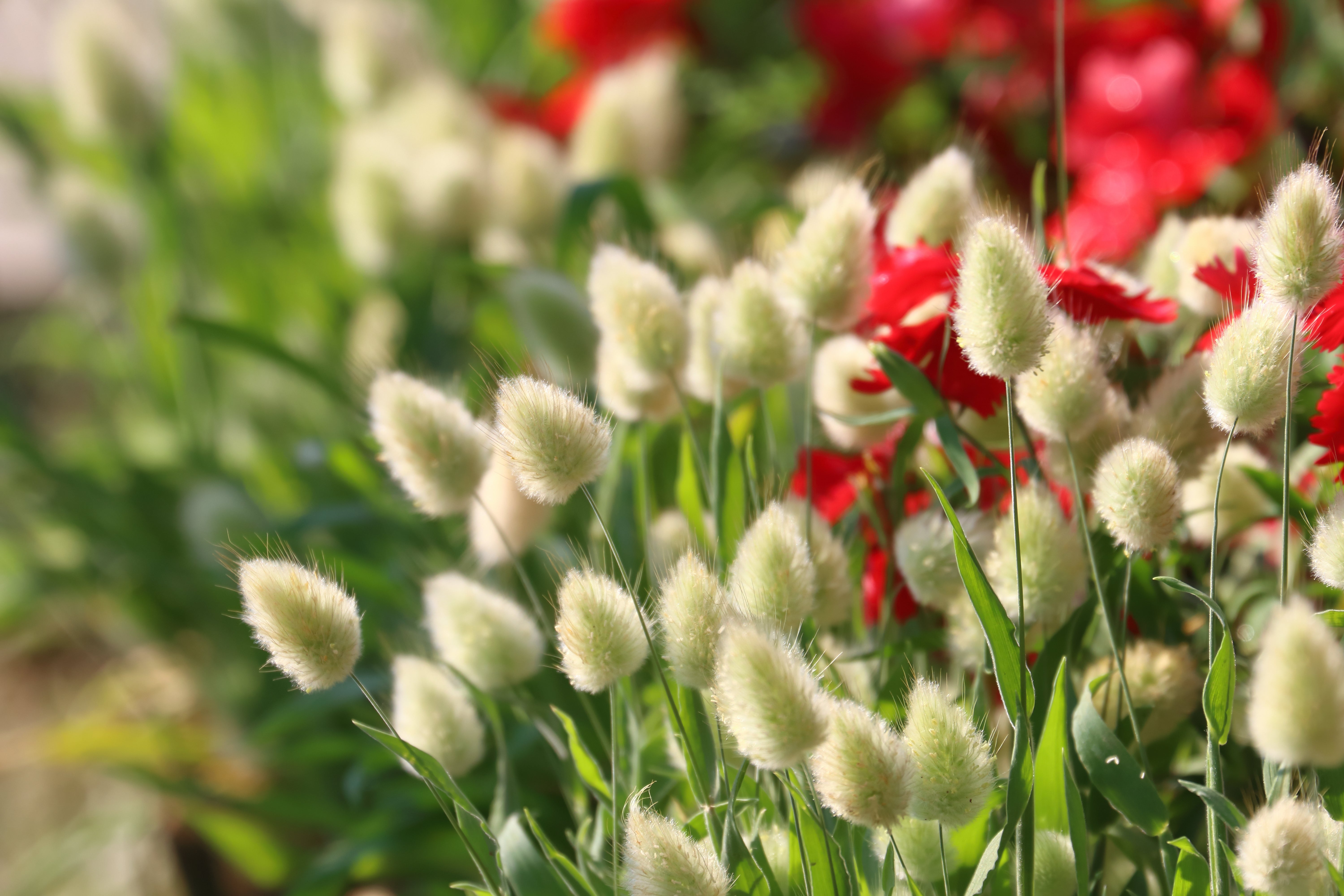 100 BUNNY TAILS GRASS (Hares Tail) Ornamental Lagurus Ovatus Seeds –  Seedville USA