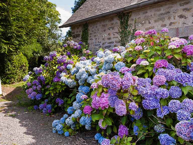 Donna's Plant of the Month &ndash; Hydrangea | N.C. Cooperative Extension
