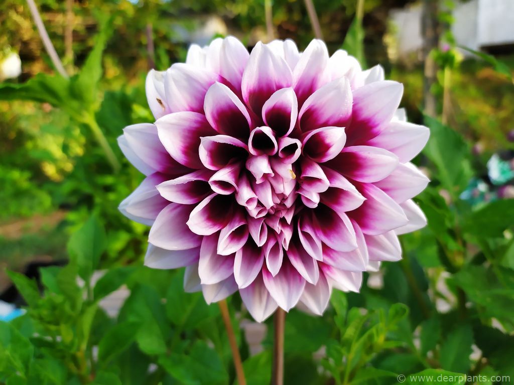 How to plant Dahlia 'Mystery day' - Dear Plants