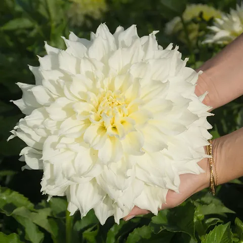 🔥Selected Large-flowered Varieties🌼Dahlia Seeds