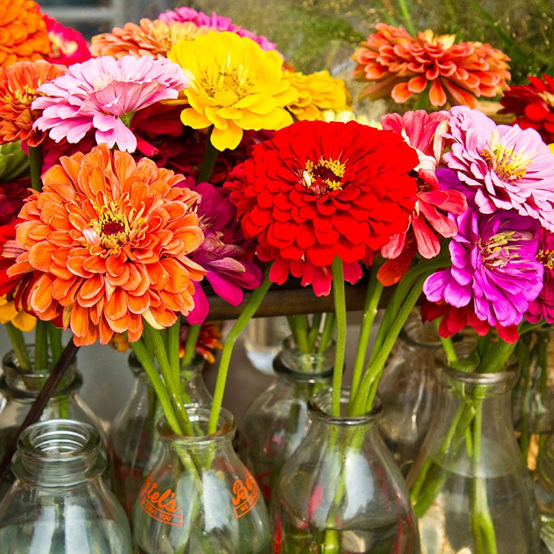 🌸 California Giant Zinnia Seeds – Grow Massive, Show-Stopping Blooms All Summer