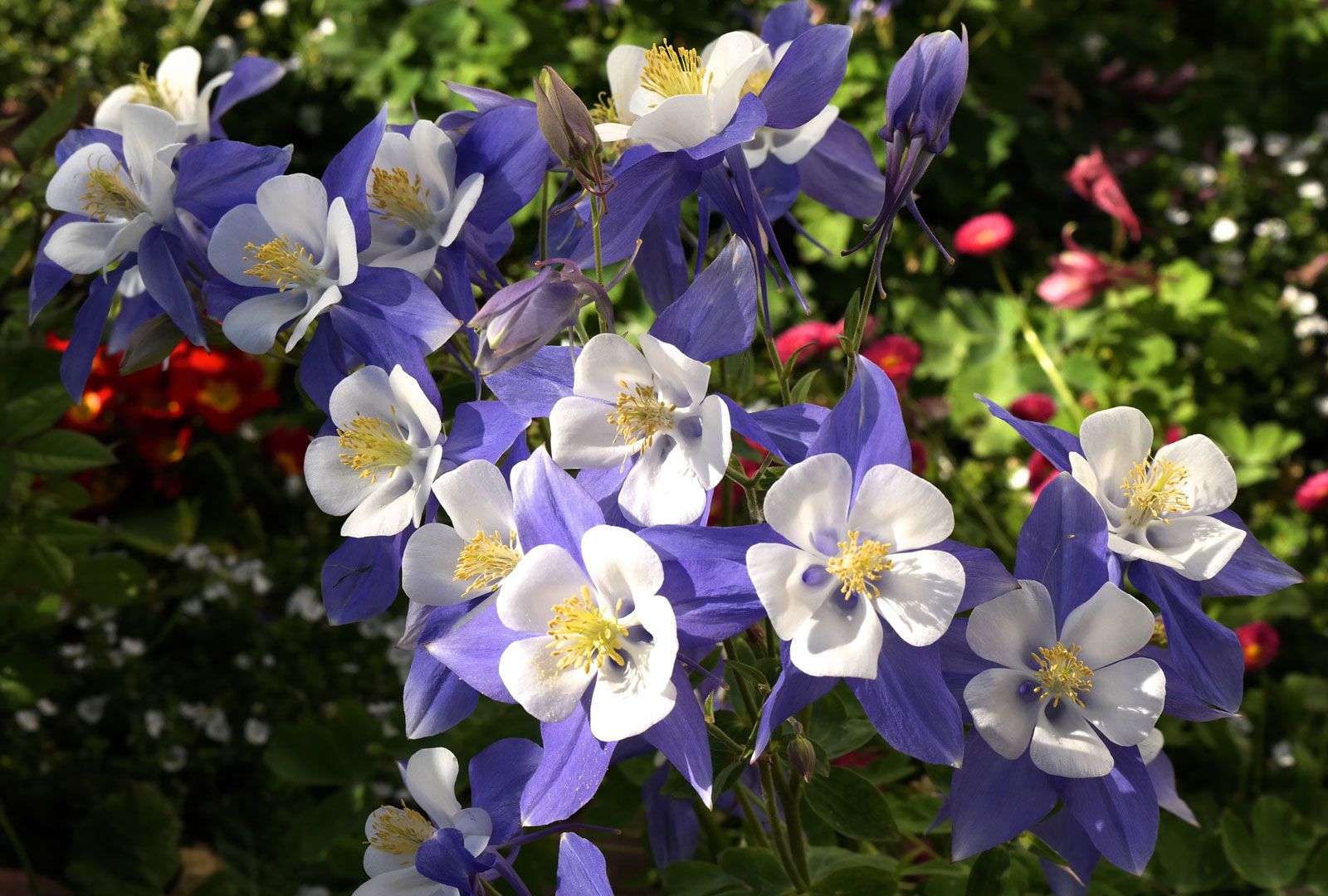 Columbine | Description, Plant, Flower, & Facts | Britannica
