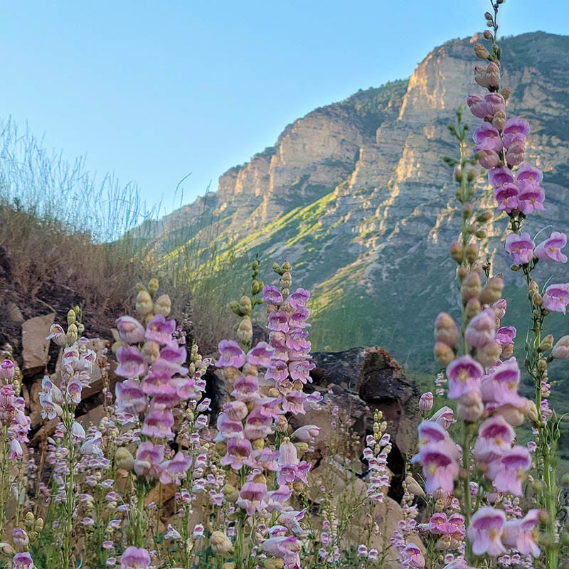 Palmer's Penstemon Seeds | High Country Gardens