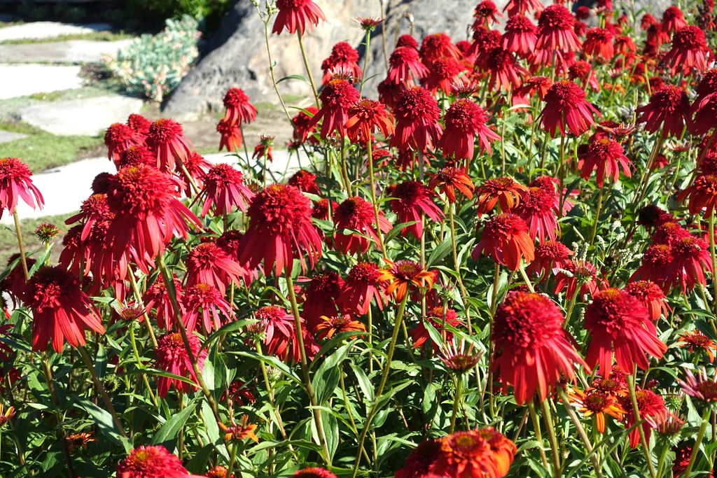 Coneflower 'Hot Papaya' (Echinacea 'Hot Papaya') - growing guides