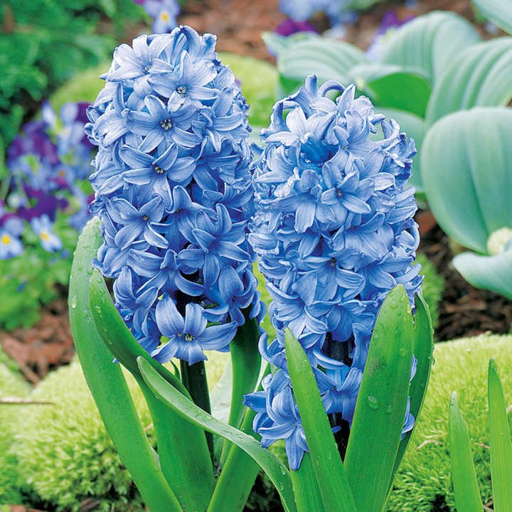 50pcs Hyacinth Seeds Mix Colors