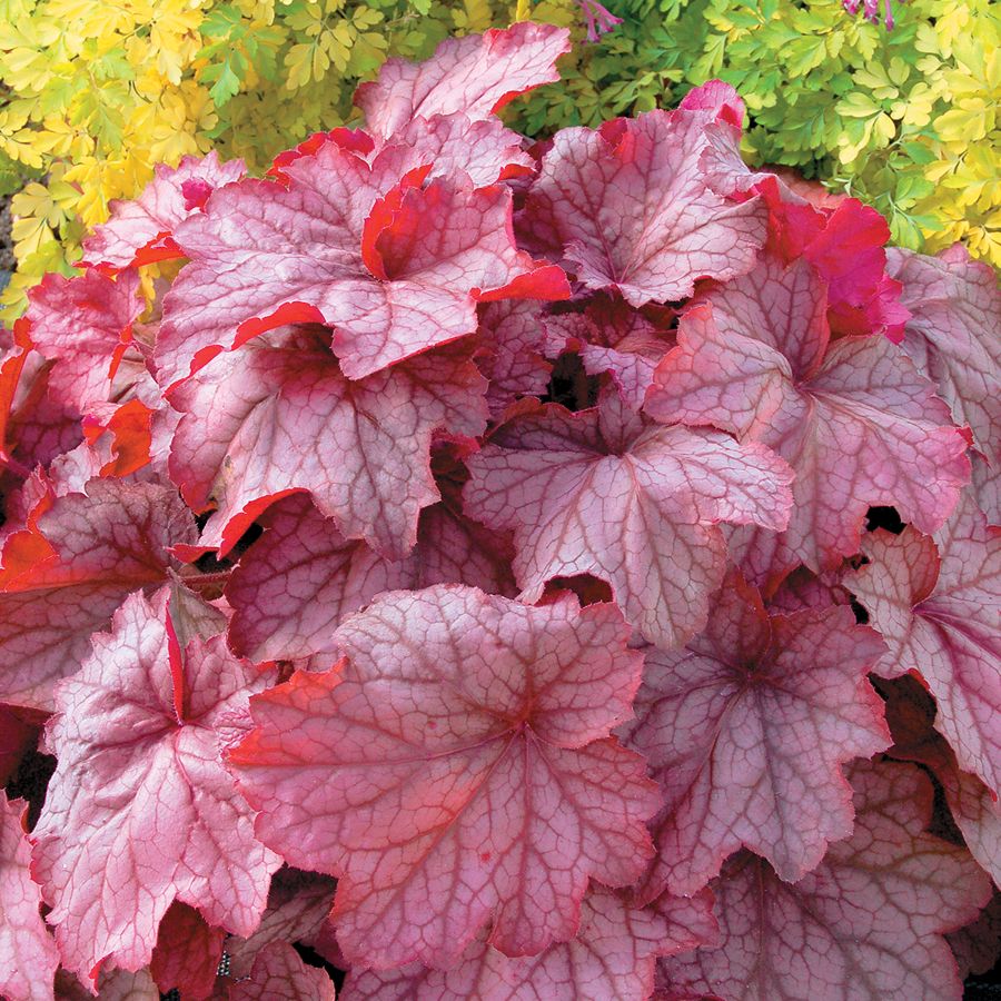 Heuchera Georgia Peach | Jackson & Perkins