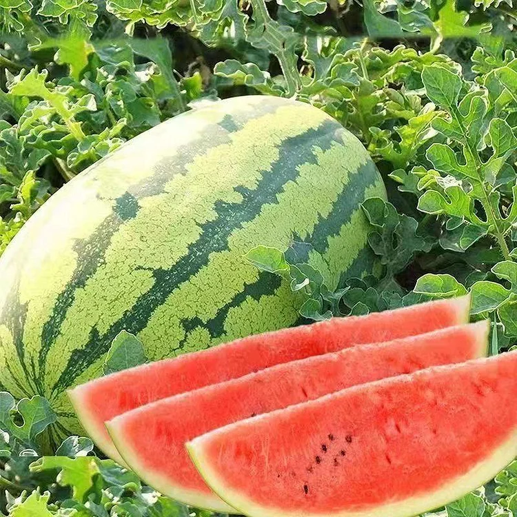 🍉 Lazy Watermelon Seeds | Grow Sweet Watermelons with Minimal Effort