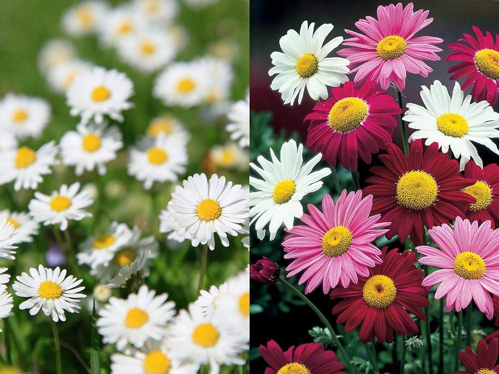 50+ Seeds- Mix Colour Pyrethrum Flower Seeds - Natural Insect Repellent -  Grow Year Round - All India : Amazon.in: Garden & Outdoors