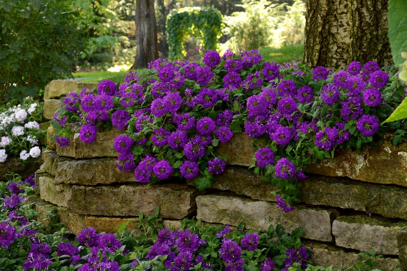 35+ Verbena Blue Lagoon Perennial Flower Seeds Deer Resistant Garden image 1