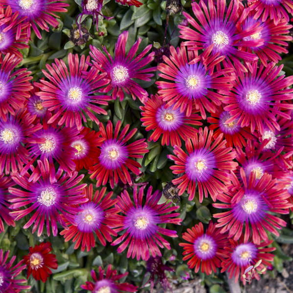 ✨ Premium Ice Plant Seeds – Fast-Growing & Heat-Resistant