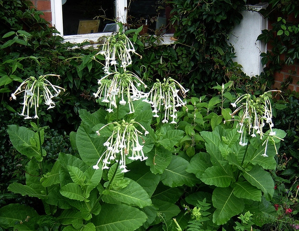 Nicotiana sylvestris (White Shooting Stars, White Tobacco) | North Carolina  Extension Gardener Plant Toolbox