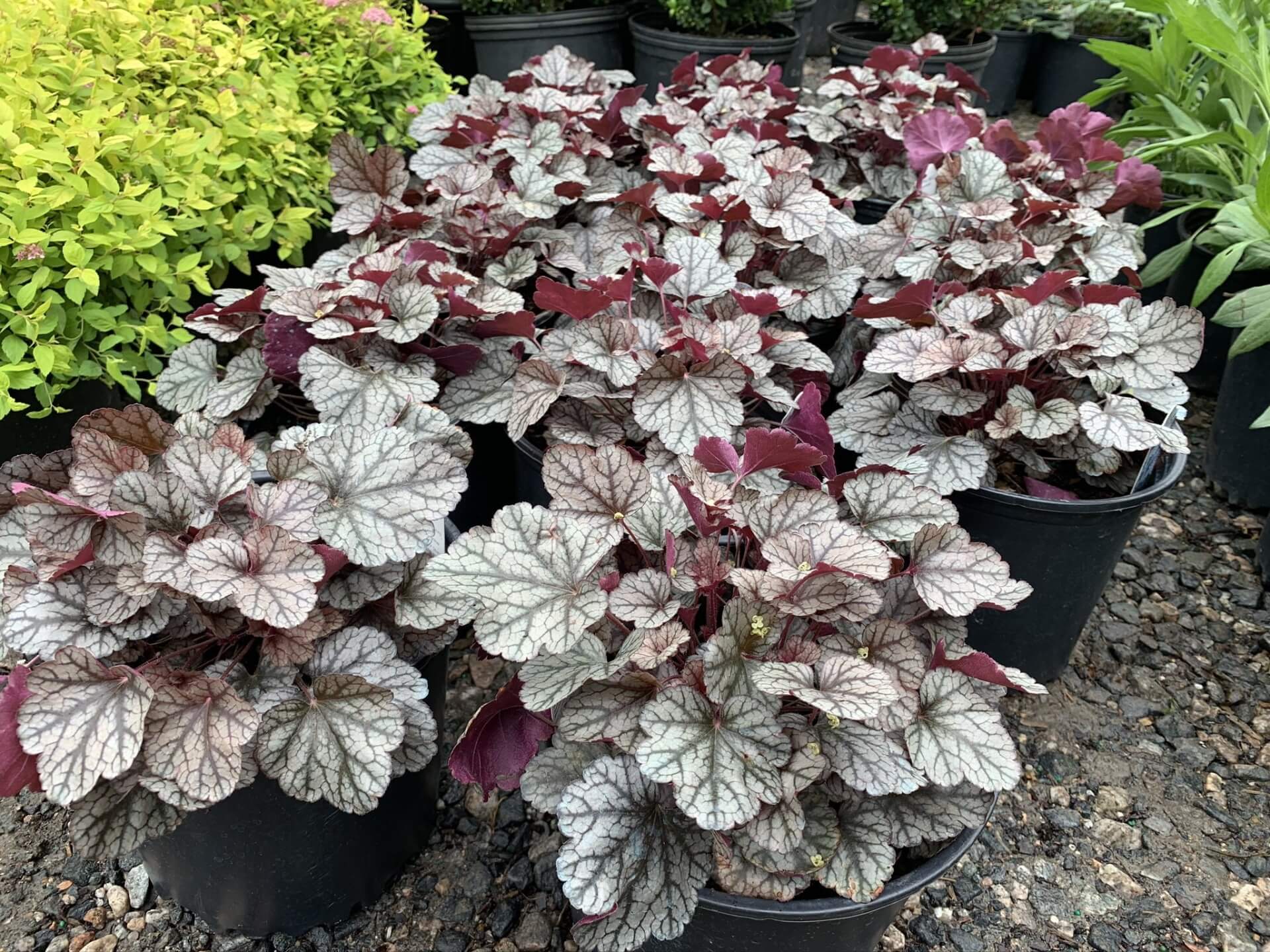 Heuchera Silver Scrolls 1G &bull; Cross Creek Nursery and Landscape