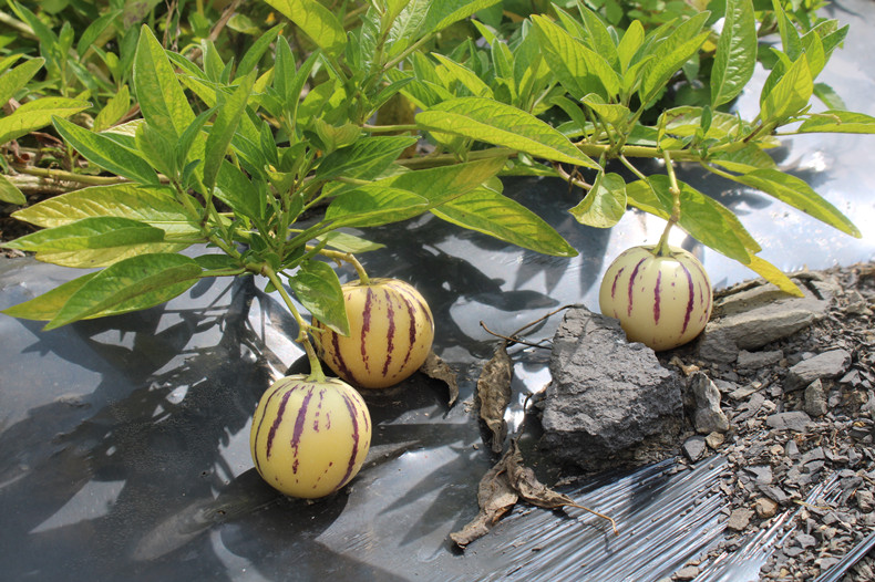 Fast Germination] Good Quality Ginseng Fruit Seeds for Planting (30  seeds/pack Suitable for Growing In Malaysia) - Sweet Pepino Melon Potted  Plant Seeds Fruits&Vegetables Bonsai Fruit Tree Seeds Live Plants Indoor  Real