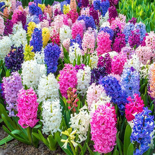 50pcs Hyacinth Seeds Mix Colors