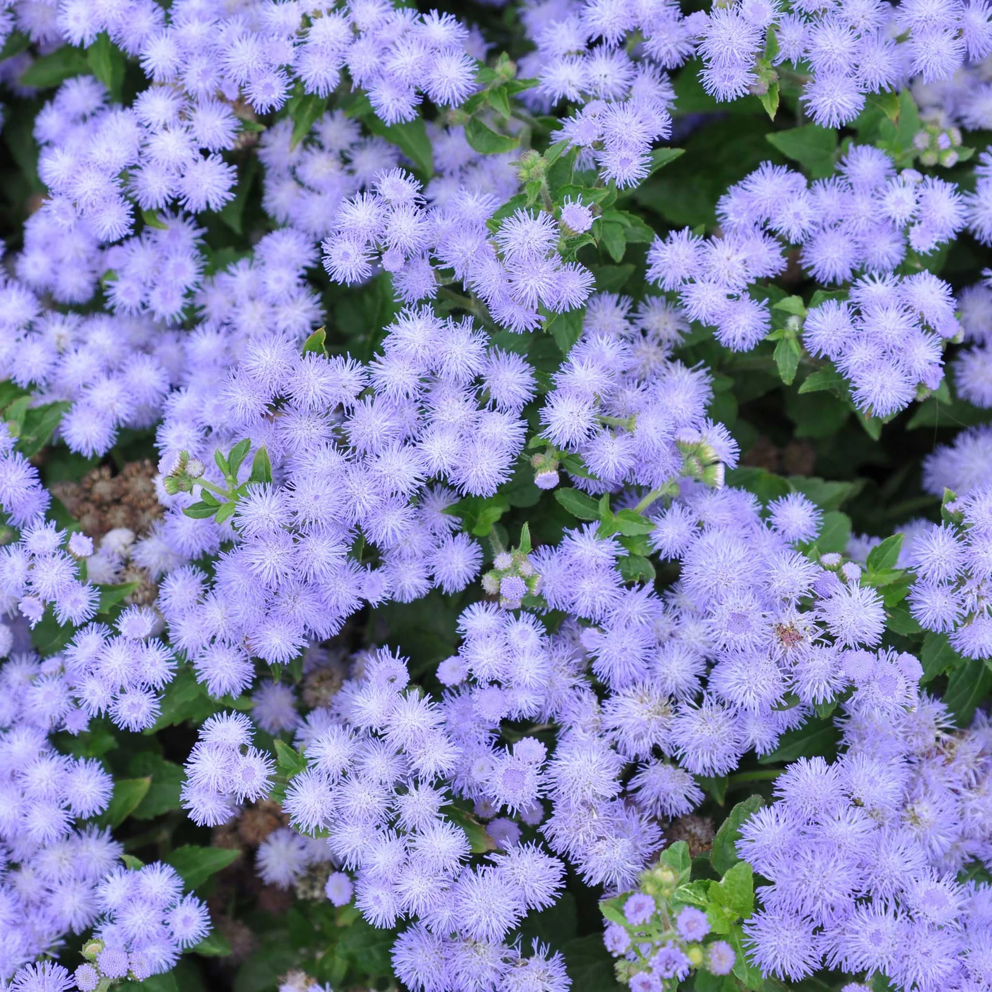 🎈New Arrival✨Ageratum Seeds