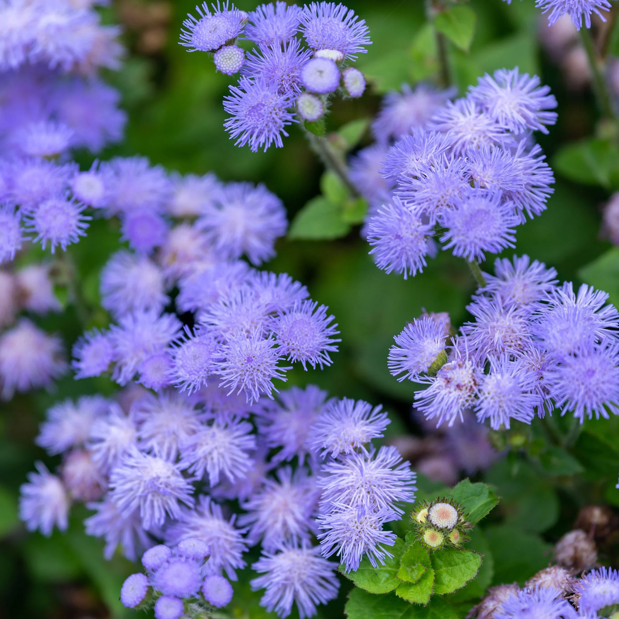 🎈New Arrival✨Ageratum Seeds