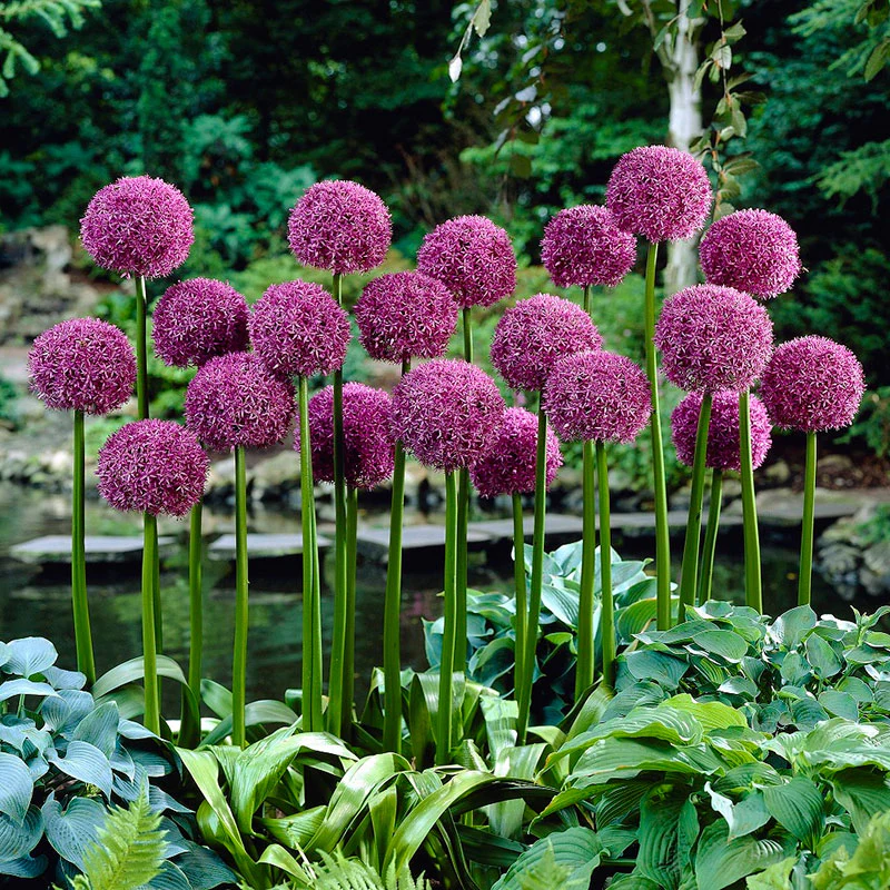 Giant Allium Giganteum Seeds