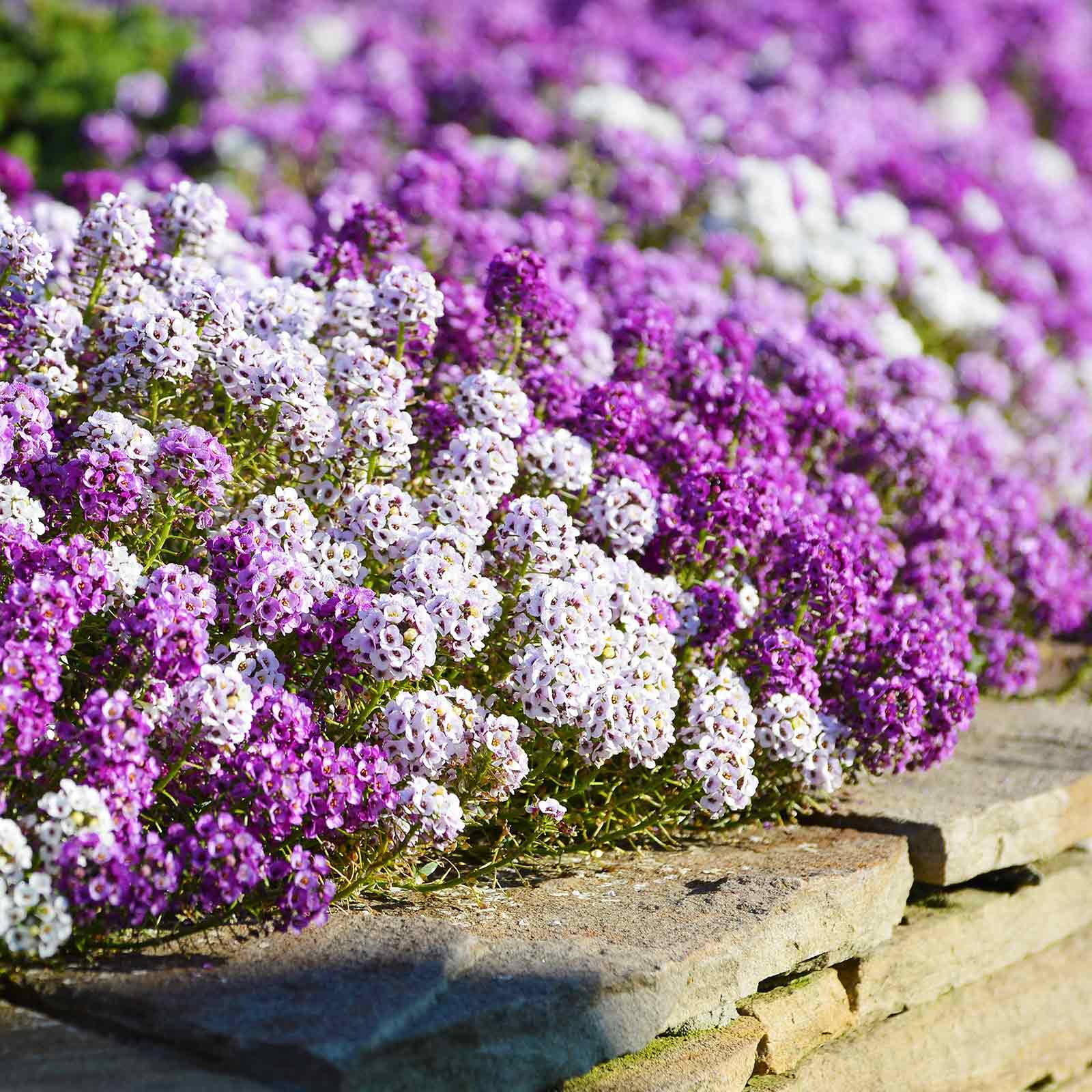 🦋🌞 Sweet Alyssum Seeds