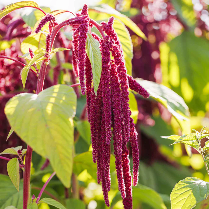 🌿 Amaranthus ‘Love-Lies-Bleeding’ Seeds