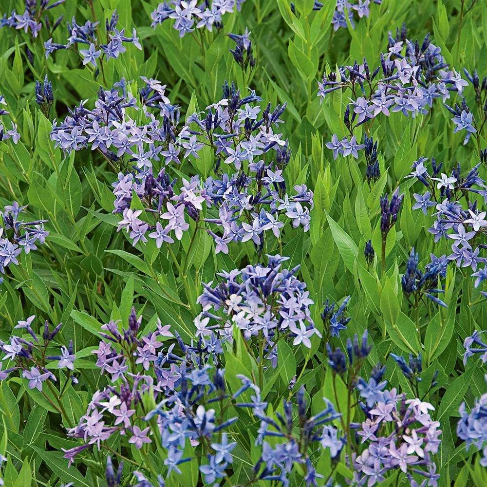 💙 Blue Ice Amsonia Seeds – Stunning Blue Starflower for Elegant Gardens