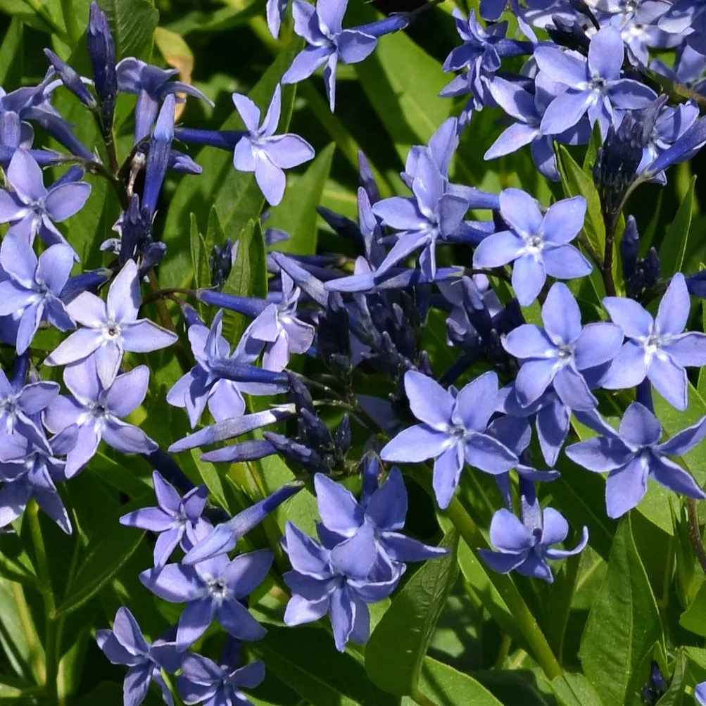 💙 Blue Ice Amsonia Seeds – Stunning Blue Starflower for Elegant Gardens