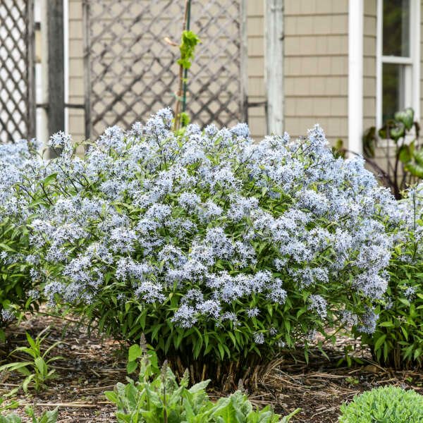 🩵 String Theory Amsonia Seeds – Elegant Blue Starflower