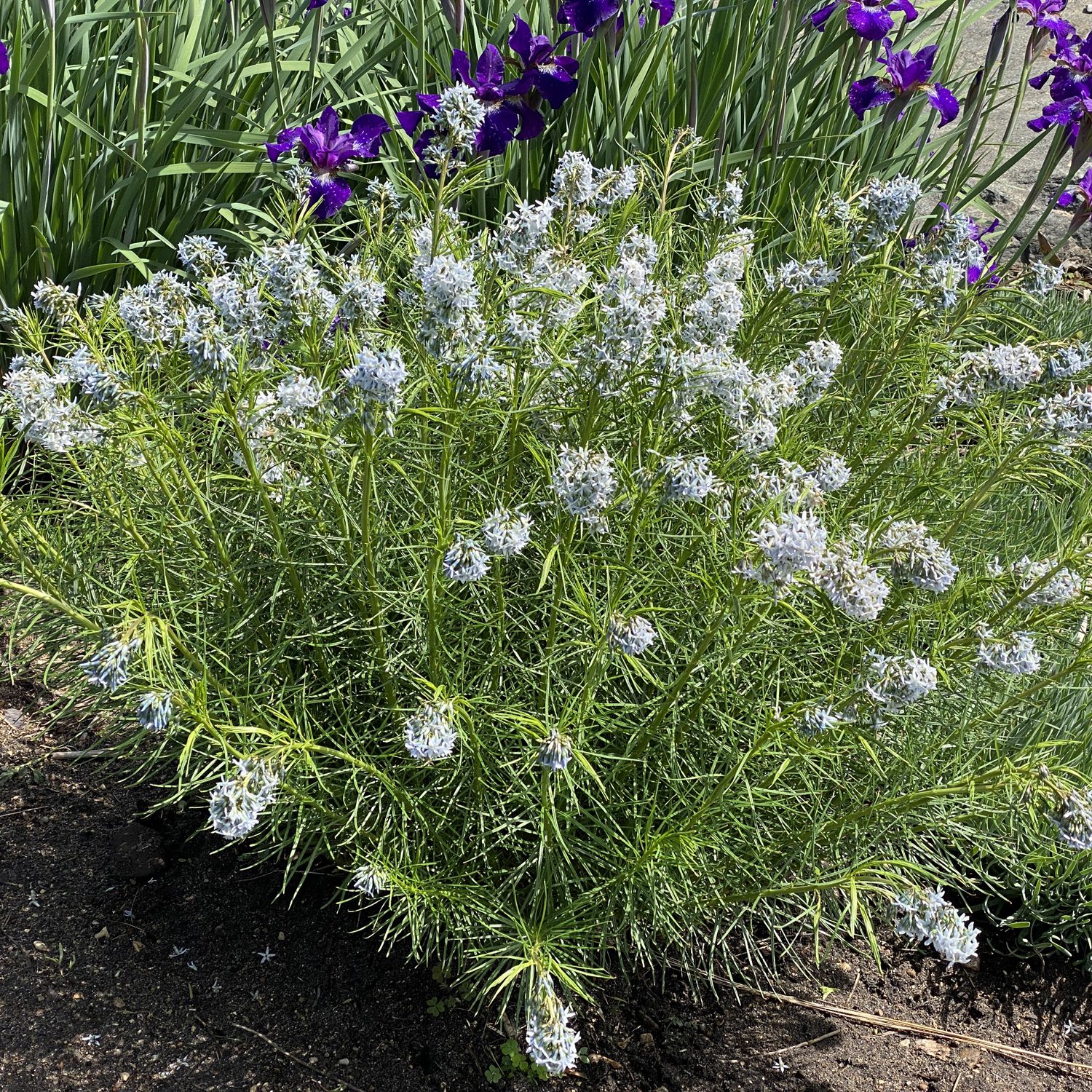 🩵 String Theory Amsonia Seeds – Elegant Blue Starflower