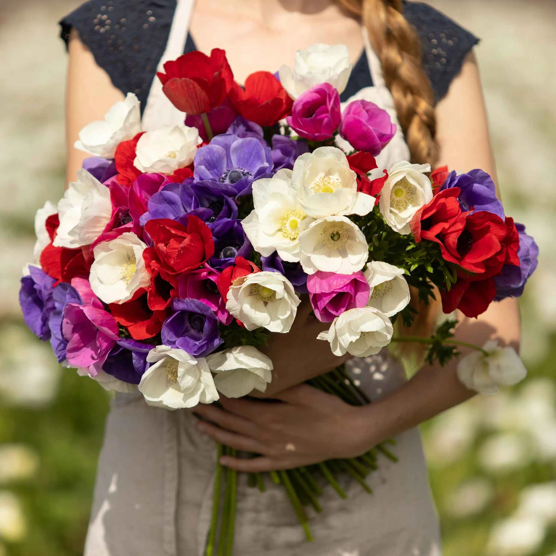 De Caen Mix Anemone Seeds